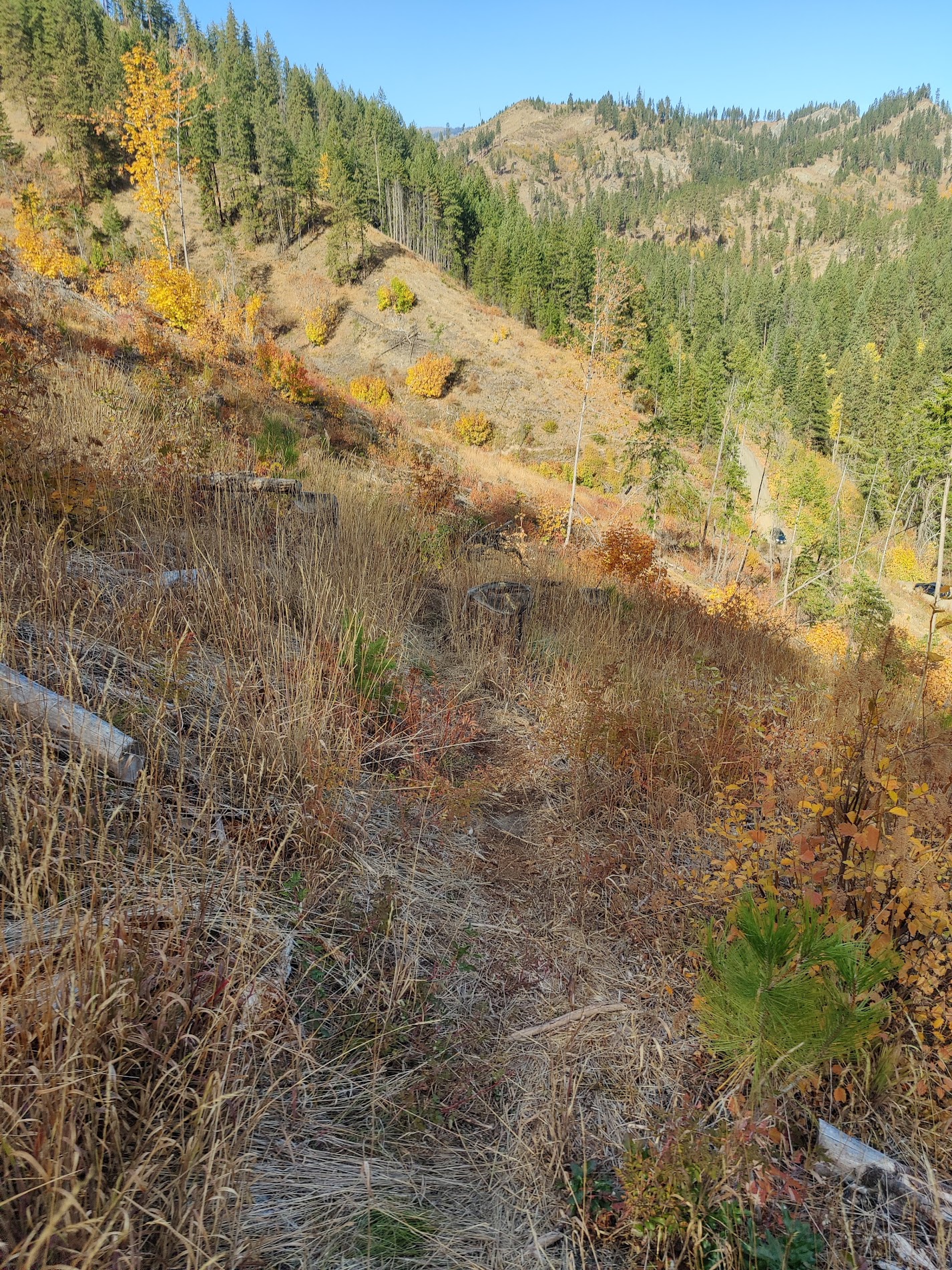 A view of the forest service road from the trail.
