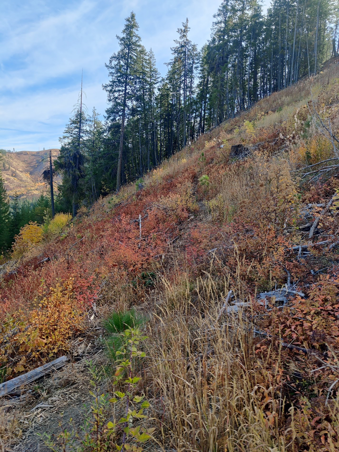 A view of the forest service road from the trail.